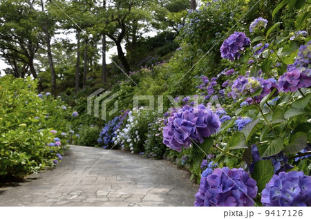 下田公園のあじさい祭 9417126