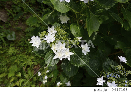 下田公園のあじさい祭 下田公園のあじさい祭 9417163