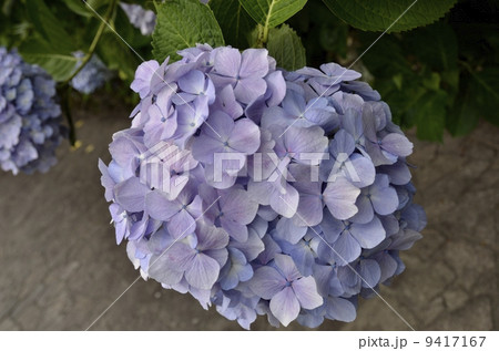 下田公園のあじさい祭 9417167