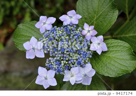 下田公園のあじさい祭 9417174