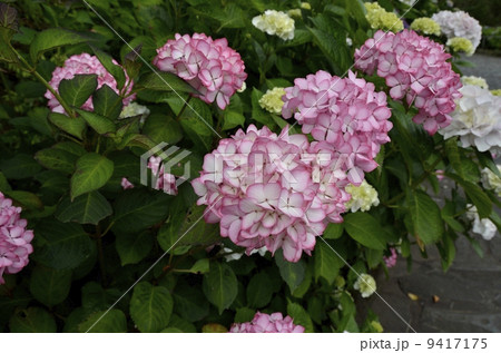 下田公園のあじさい祭 下田公園のあじさい祭 9417175