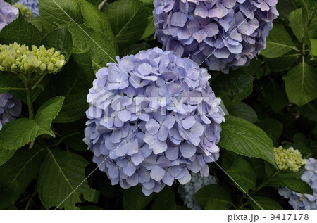 下田公園のあじさい祭 下田公園のあじさい祭 9417178