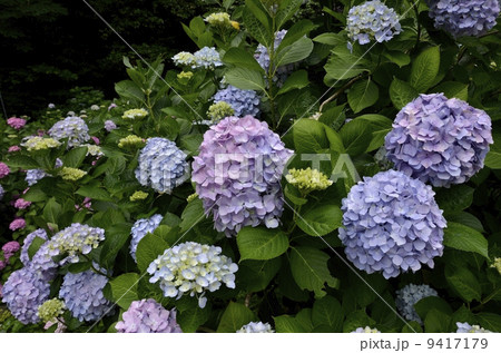 下田公園のあじさい祭 9417179