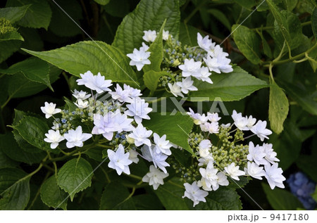 下田公園のあじさい祭 下田公園のあじさい祭 9417180