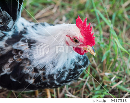 Local breed bantam in Thailand Local breed bantam in Thailand 9417518