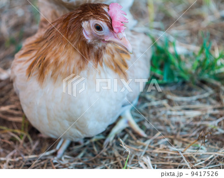 Local breed bantam in Thailand 9417526