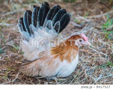 Local breed bantam in Thailand Local breed bantam in Thailand 9417527