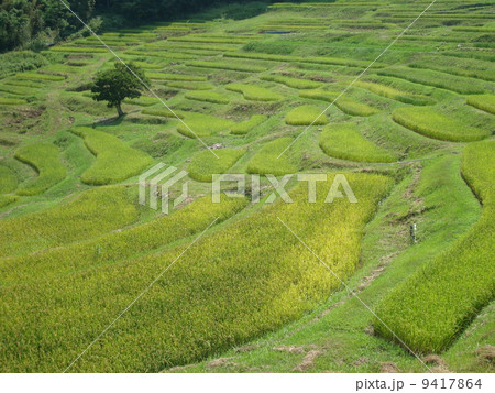 夏の大山千枚田 夏の大山千枚田 9417864