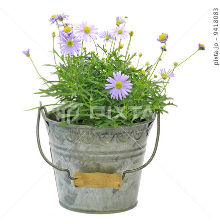 ブラキカム ブラキカム 9418083