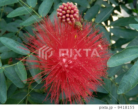 アカバナブラシマメ アカバナブラシマメ 9418155