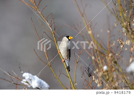 イカル イカル 9418179