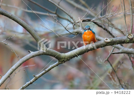 かわせみ 9418222