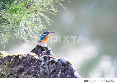 カワセミ 9418223