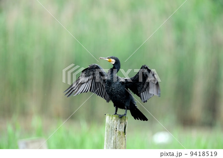 カワウ カワウ 9418519