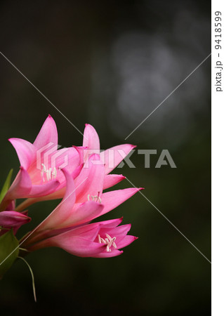 アマルクリナム 9418599