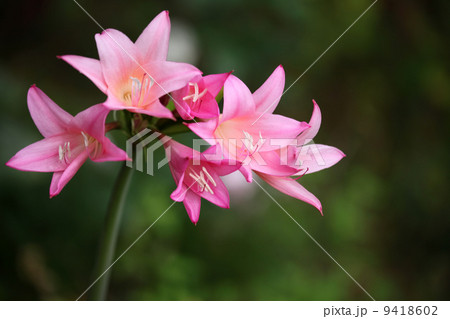 アマルクリナム 9418602