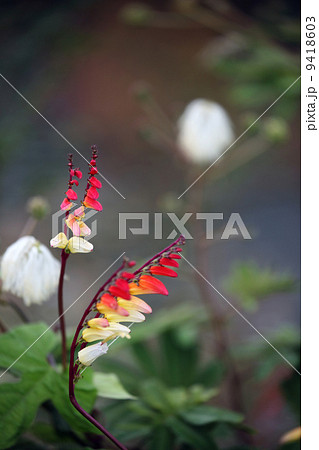 ミナロバータ 9418603