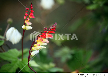 ミナロバータ 9418604