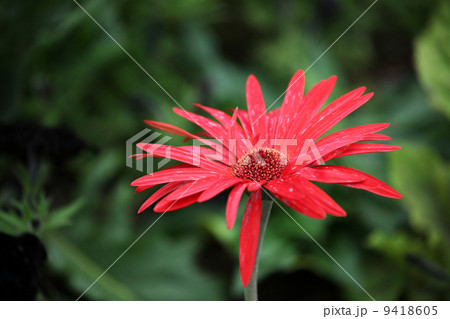 ガーベラ 9418605