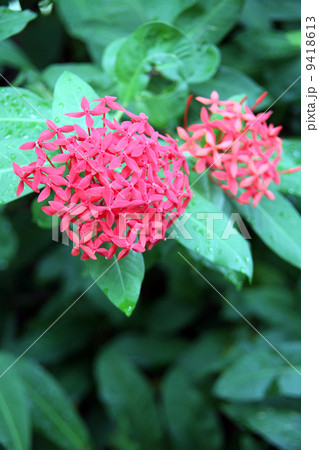 サンタンカ 9418613