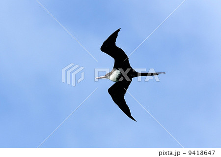 オオグンカンドリ 9418647