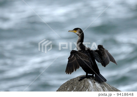 ウミウ ウミウ 9418648