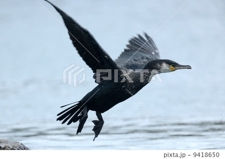 ウミウ ウミウ 9418650