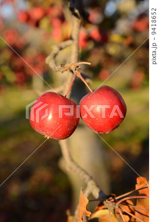 アルプス乙女 9418652