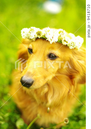 花冠をかぶる犬の写真素材 花冠をかぶる犬の写真素材