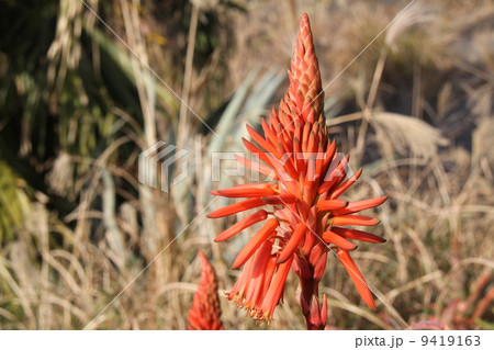 アロエ アロエ 9419163