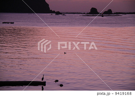 紫色に染まる甲浦湾 紫色に染まる甲浦湾 9419168