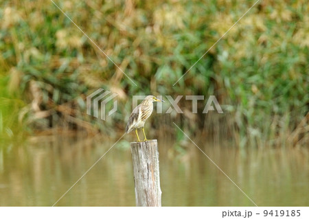 アカガシラサギ 9419185