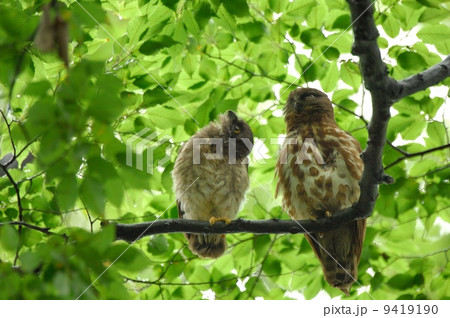 アオバズク 9419190