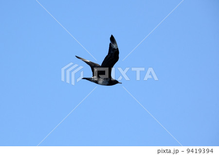 トウゾクカモメ 9419394