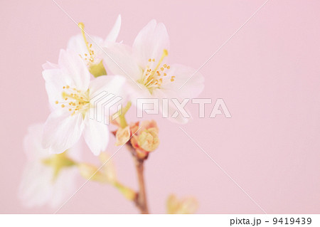 啓翁桜(けいおうざくら) 啓翁桜(けいおうざくら) 9419439