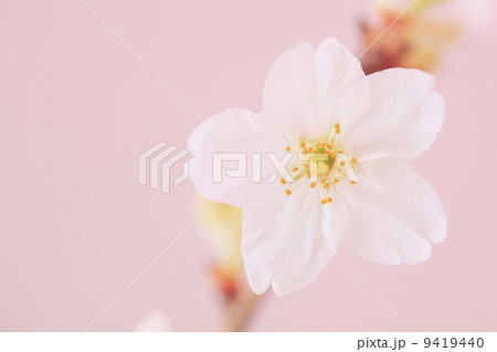 啓翁桜(けいおうざくら) 9419440