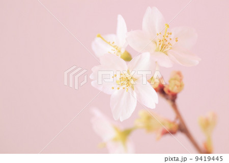 啓翁桜(けいおうざくら) 9419445