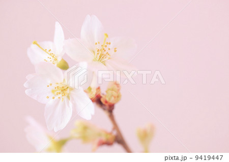 啓翁桜(けいおうざくら) 9419447