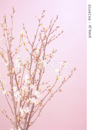 啓翁桜(けいおうざくら) 9419450