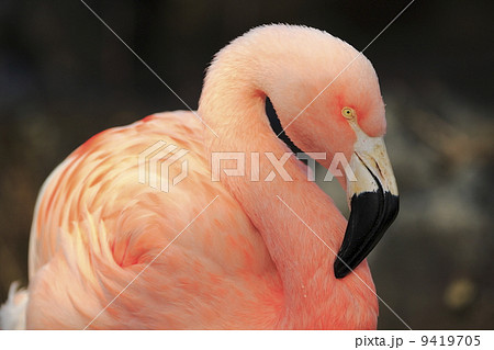 フラミンゴ フラミンゴ 9419705