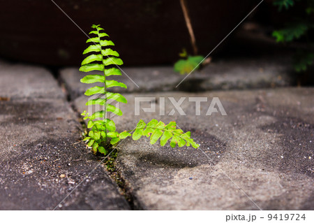 Green fern Green fern 9419724