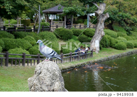 上杉神社 鯉の餌やりとハトの写真素材 上杉神社 鯉の餌やりとハトの写真素材