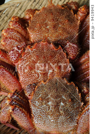 毛かに 毛かに 9419943