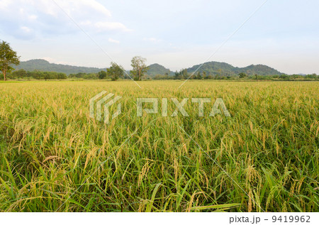 Paddy rice field Paddy rice field 9419962