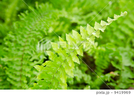 Shrubs fern. Background. 9419969