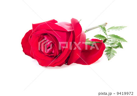 Red Rose Red Rose 9419972