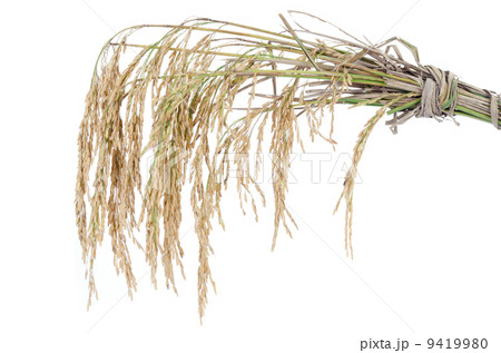 paddy rice on white background paddy rice on white background 9419980