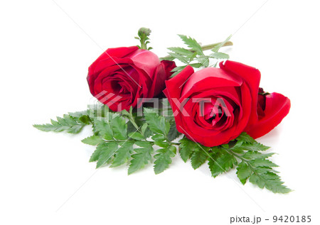 Red Rose Red Rose 9420185