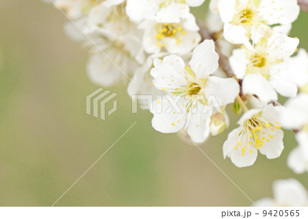 李(スモモ)の花 李(スモモ)の花 9420565