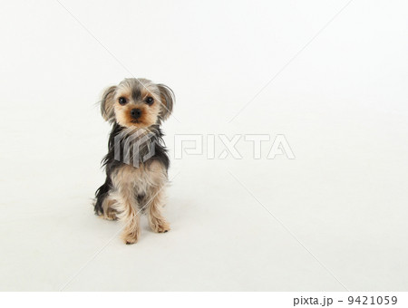 ヨークシャテリア ヨークシャテリア 9421059